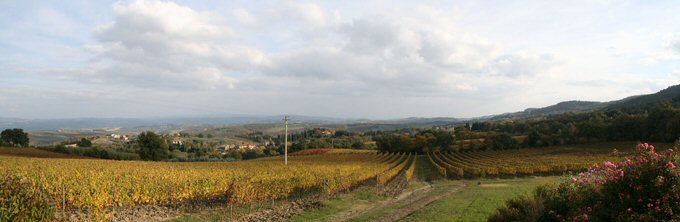 View over Castelrotto Vineyards in Palazzone